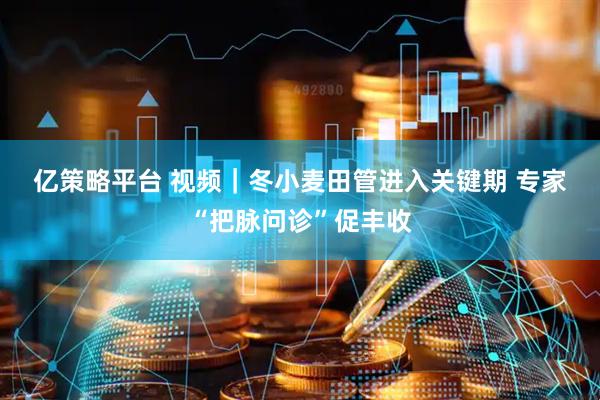 亿策略平台 视频｜冬小麦田管进入关键期 专家“把脉问诊”促丰收